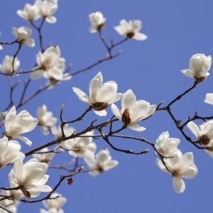 Extra-Kurs zum Frühlingsanfang